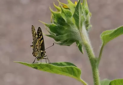 Vibrant Macro: Butterfly on Sunflower Bud in Golden Sunlight