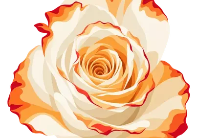 Stunning Bicolor Rose: A Delicate Floral Masterpiece