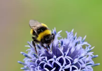 Vibrant Macro: Bumblebee on Globe Thistle Pollinating