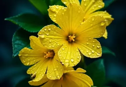 Vibrant Yellow Blooms: Rain-Kissed Petals in Macro Focus