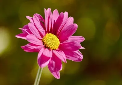 Vibrant Pink Daisy: Macro Beauty in Golden Bokeh