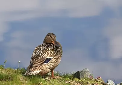 Serene Mallard: A Close-Up of Nature's Beauty