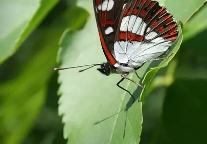 Vibrant Limenitis Reducta: Nature's Intricate Winged Jewel