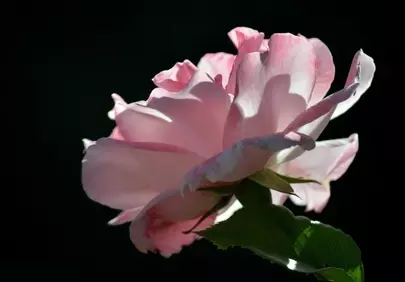 Dramatic Pink Rose: Backlit Elegance on Black