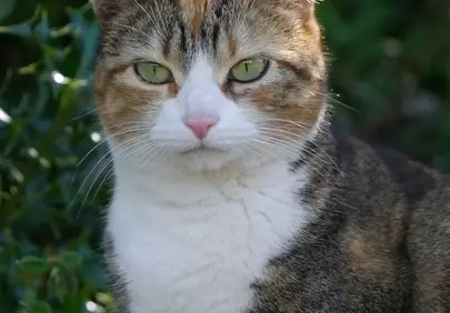 Enchanting Gaze: A Captivating Calico Cat Portrait