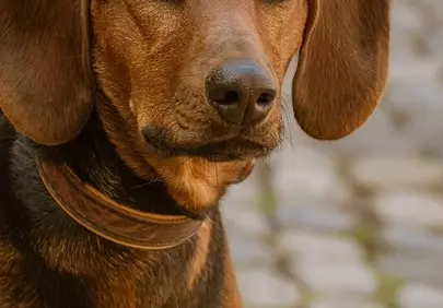 Charming Hound: A Loyal Gaze from a Weathered Setting