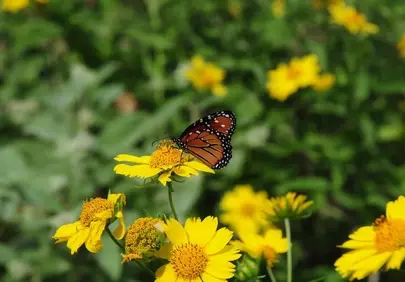 Vibrant Summer Beauty: Butterfly on Bright Yellow Blooms