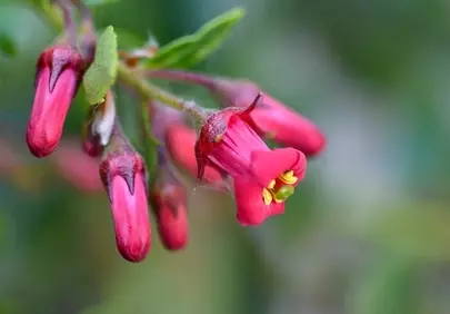 Vibrant Escallonia: Macro Beauty in a Spring Garden