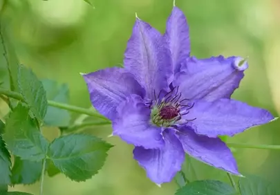 Vibrant Purple Clematis: Delicate Garden Beauty in Bloom