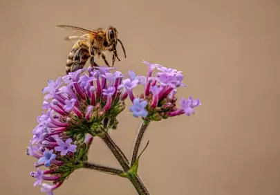 Vibrant Verbena: Bee Pollinating Purple Flowers in Nature's Embrace