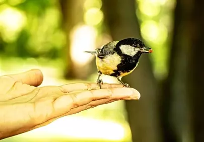 Enchanting Encounter: Tit Feeding from a Human Hand