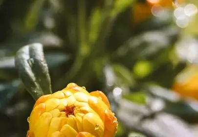 Vivid Yellow Bud: Nature's Morning Dewdrop Delight