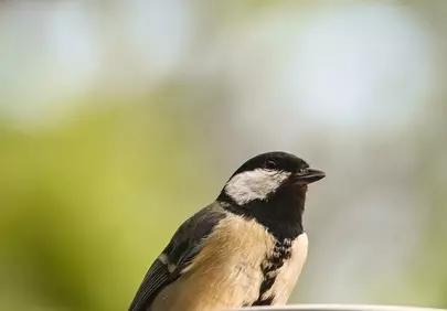 Charming Great Tit Perched in Natural Light