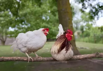 Charming Farm Duo: Chickens Perched in Rural Bliss