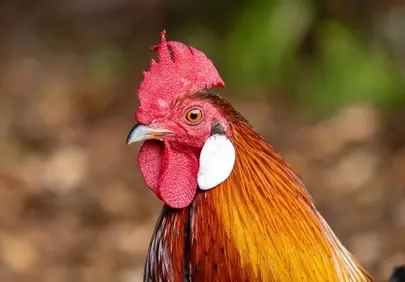 Vibrant Rooster Portrait: Nature's Fiery Charm