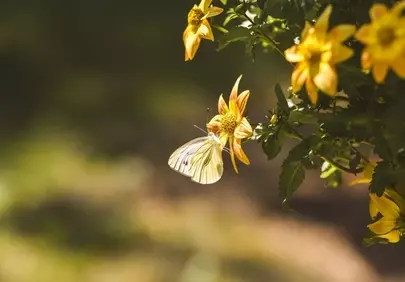 Delicate White Butterfly on Vibrant Yellow Blossom