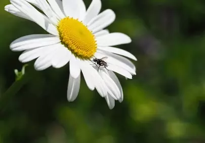 Macro Magic: Fly Rests on Vibrant Daisy Petal