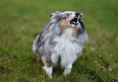 Fierce Blue Merle Shetland Sheepdog Unleashed