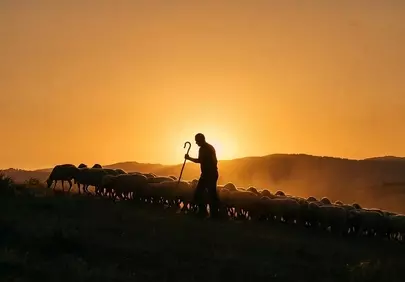 Stunning Golden Hour: Shepherd and Flock at Sunset