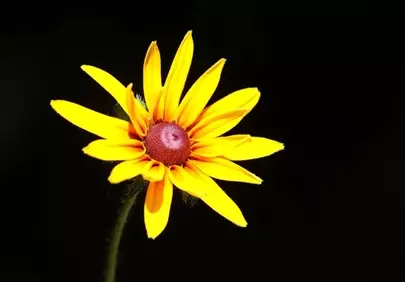 Vivid Rudbeckia: A Striking Yellow Blossom on Black