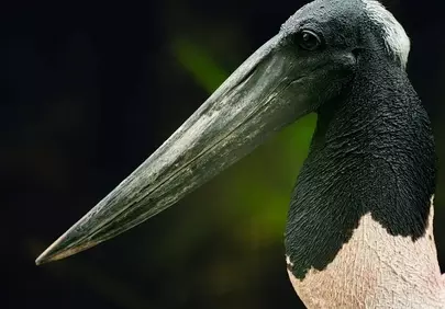 Striking Black and White Stork with Prominent Beak in Nature