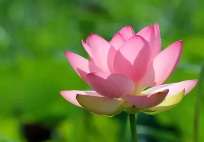 Stunning Pink Lotus: Nature's Serene Blossom in Full HD