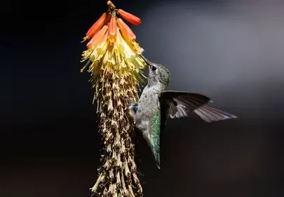 Vibrant Nectar Feast: Hummingbird Pollinating a Fiery Bloom
