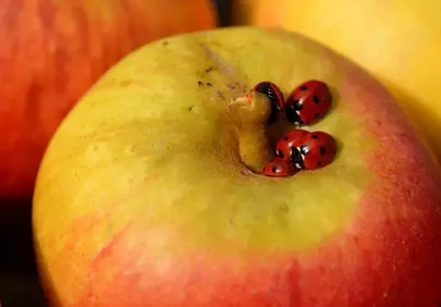 Vibrant Autumn Harvest: Ladybugs on a Ripe Apple