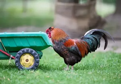 Vibrant Rooster Guards Toy Wagon in Lush Summer Grass