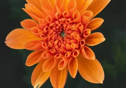 Vibrant Orange Dahlia: A Summer Blossom's Close-Up