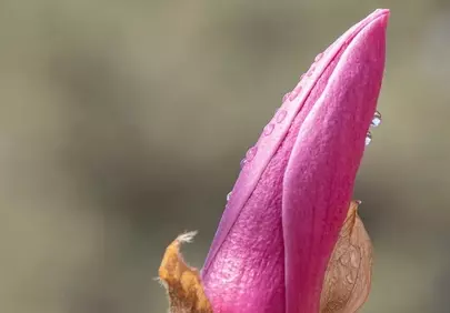Vibrant Magnolia Bud: A Promise of Spring's Delicate Beauty