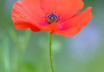 Vibrant Red Poppy: Spring's Delicate Macro Beauty