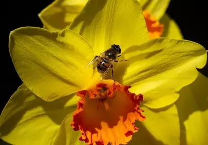 Vibrant Yellow Daffodil: Bee Pollinating in Sunny Garden