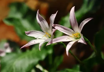 Delicate Lily Bloom: Fragile Beauty in Golden Sunlight