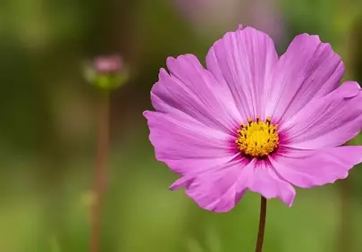 Vibrant Pink Cosmos: Nature's Delicate Beauty