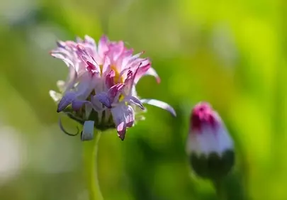 Vibrant Pink Daisy: A Macro Symphony of Nature's Bloom