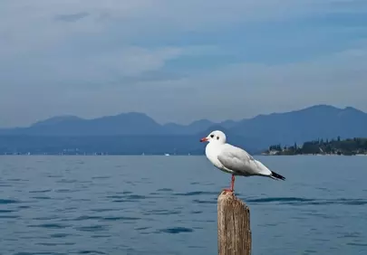 Serene Seagull Overlooking Lake Garda's Mountainous Panorama
