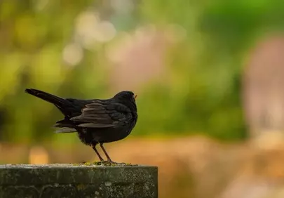Vibrant Blackbird: A Nature's Sentinel in Detail