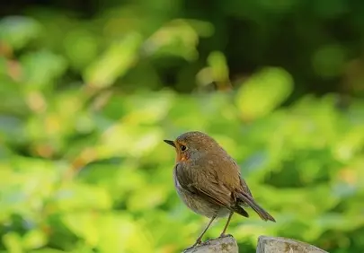 Charming Robin Perched in Spring Garden