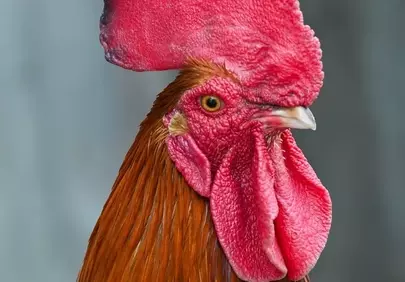 Vibrant Roosters: A Striking Close-up of Rural Beauty