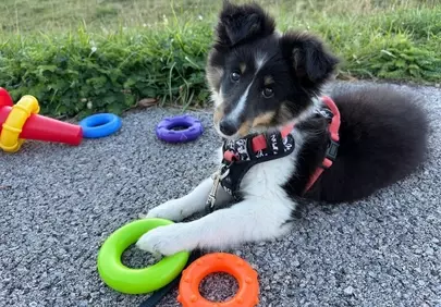 Adorable Shetland Puppy: Playful Posing with Colorful Rings
