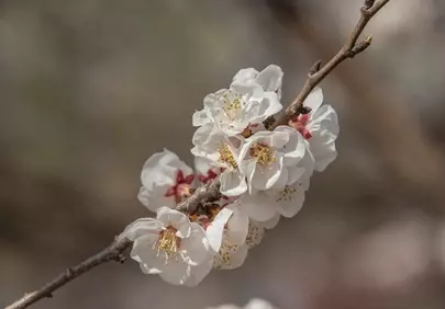 Delicate White Apricot Blossoms Herad Spring's Gentle Embrace