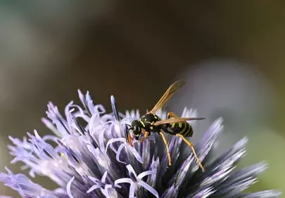 Stunning Macro: Wasp Pollinating Thistle in Summer