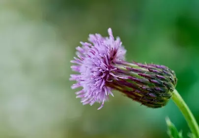 Vibrant Purple Thistle: A Macro Bloom in Nature