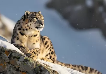 Majestic Snow Leopard: Apex Predator in Winter's Embrace