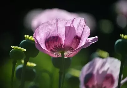 Enchanting Backlit Pink Poppies: A Summer Garden's Delicate Beauty