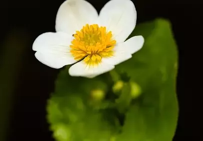 Stunning White Buttercup: Delicate Bloom in Nature's Embrace