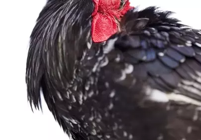 Serene Slumber: Close-up of a Black Rooster Sleeping Peacefully