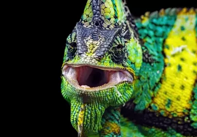 Vibrant Veiled Chameleon Roaring Close-Up