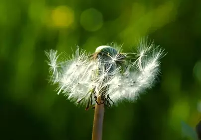 Enchanting Dandelion Seeds: Nature's Delicate Symphony